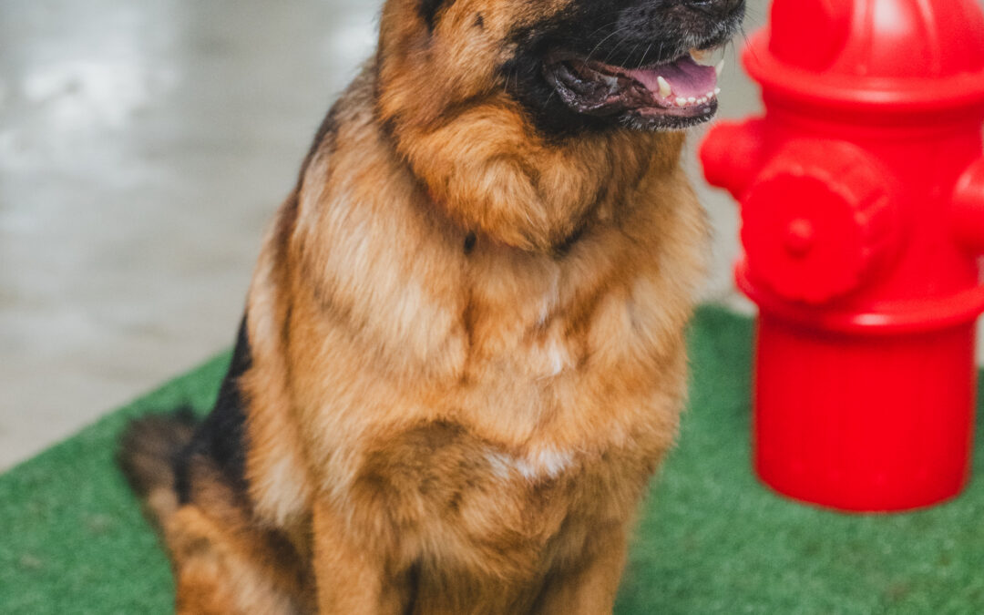 Transitioning Your Puppy from Pee Pads to Grass Outdoors