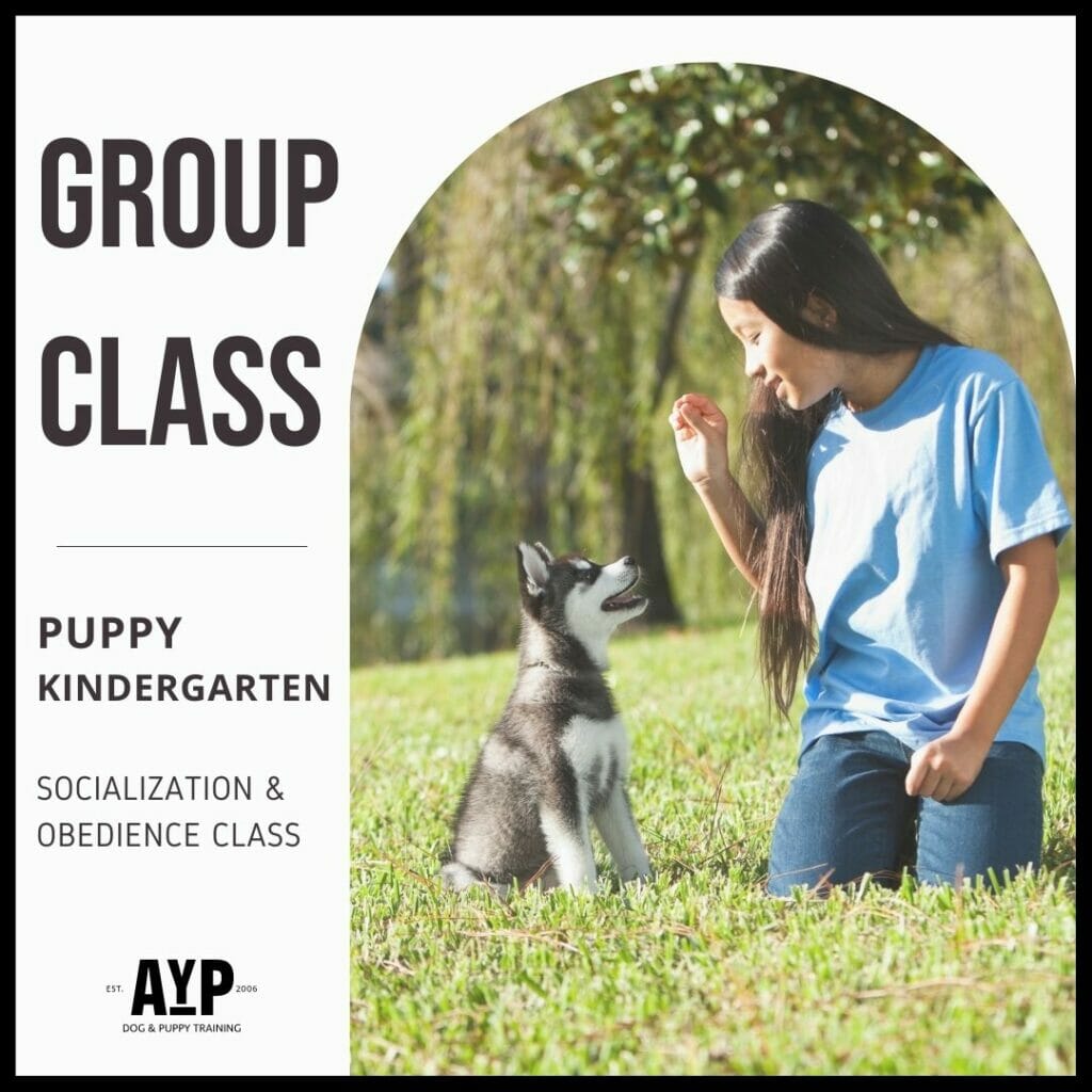 Puppy Socialisation Puppy Dog Training Classes Puppy Socialisation