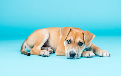 Balancing Early Socialization vs. Risk of Infection Canine Disease