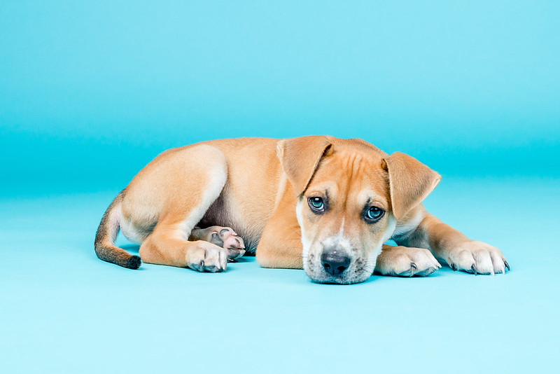 Balancing Early Socialization vs. Risk of Infection Canine Disease