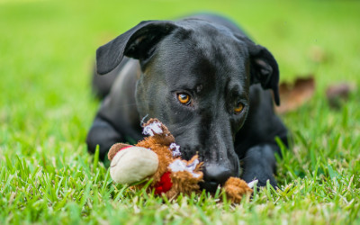Miami Dog Training – Indoor Air Conditioned Dog Training Facility – Destructive Dogs