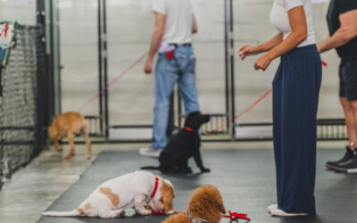 Dog Boarding and Training: Group Puppy Classes in Miami, FL