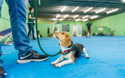 Dog Boarding and Training Miami: Group Classes with Certified Dog Trainers