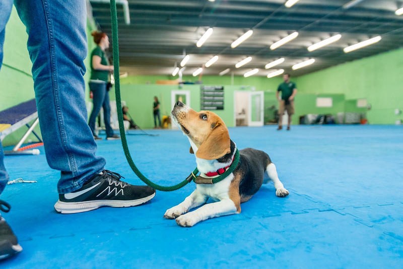 Dog Boarding and Training Miami: Group Classes with Certified Dog Trainers