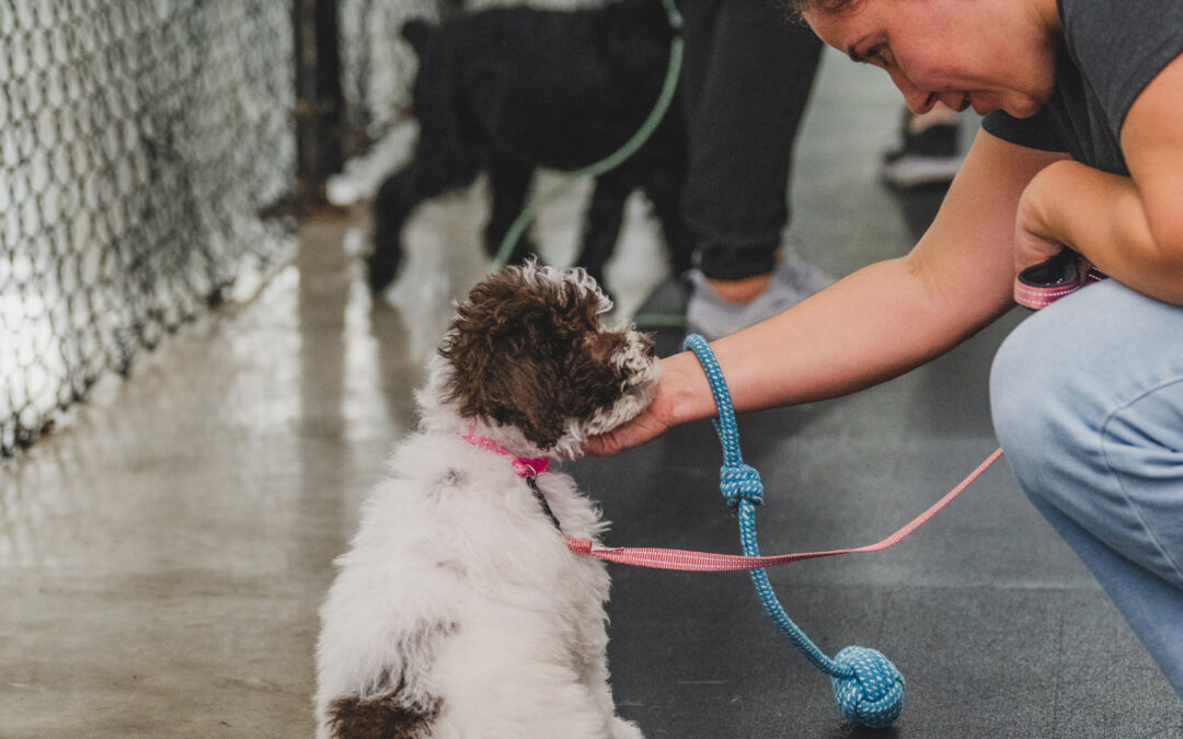 Indoor Dog Training Classes – Dog Boarding and Training Miami