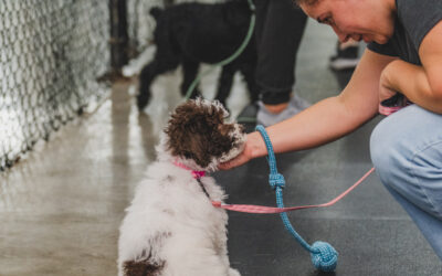 Indoor Dog Training Classes – Dog Boarding and Training Miami