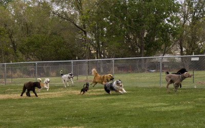 Indoor Dog Training Classes – Dog Boarding and Training Miami