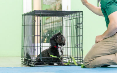 Why Crate Training is So Beneficial for Your Puppy