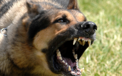 Dog Lunges and Barks at Other Dogs – Board and Train Miami