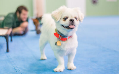 Miami Dog Bootcamp: Our Day Training/Boarding program for Dogs and Puppies