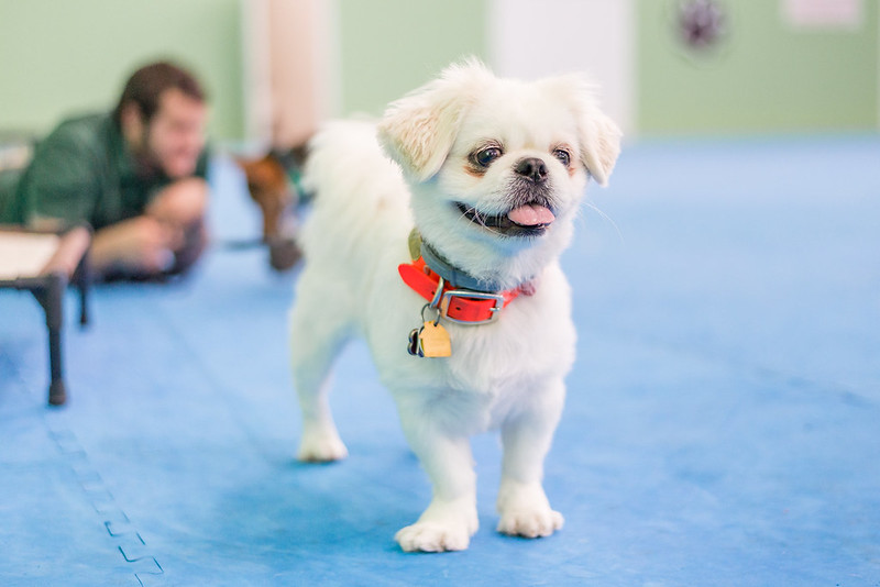 Miami Dog Bootcamp: Our Day Training/Boarding program for Dogs and Puppies