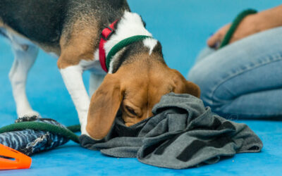 Miami Dog Training – Indoor Air Conditioned Dog Training Facility – Destructive Dogs