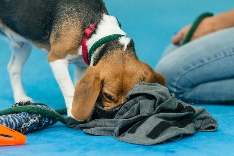 Miami Dog Training – Indoor Air Conditioned Dog Training Facility – Destructive Dogs