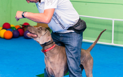 Trick Dog Workshop December 13th, 2014 – Miami, FL – Dog Training Miami