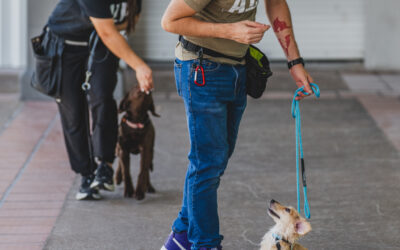 Miami Dog Training – Indoor Air Conditioned Dog Training Facility – Leash Training