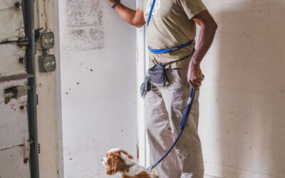 Train your Dog to Wait at the Door: Preventing Door Dashing – Dog Trainers in Miami
