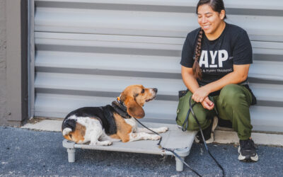 How to Train Your Dog to Go to Place (Bed) – South Florida Dog Training