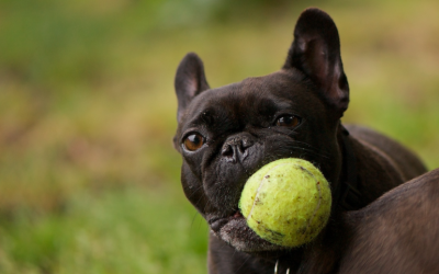 How to Train Your Dog to Go to Place (Bed) – South Florida Dog Training