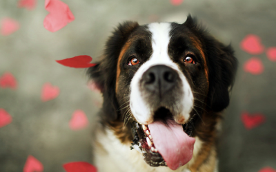 Love Hate Relationships – Solving Family Dog Aggression – Dog Trainers in Miami