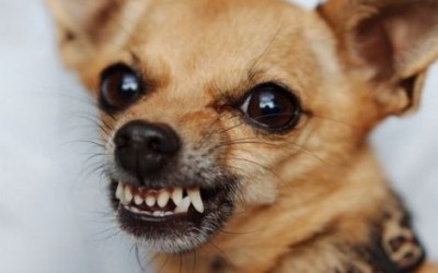 Why Your Dog Growls A Lot and How to Fix It