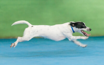 Lost Pet Prevention Tips