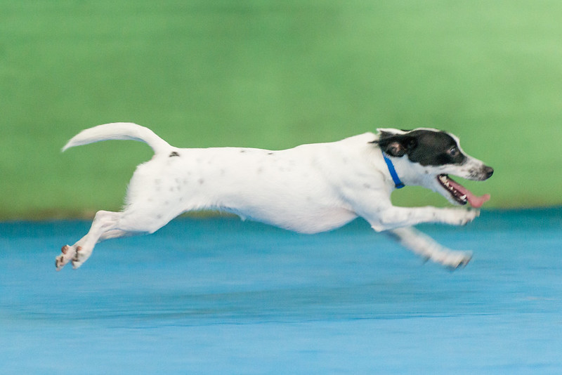Lost Pet Prevention Tips