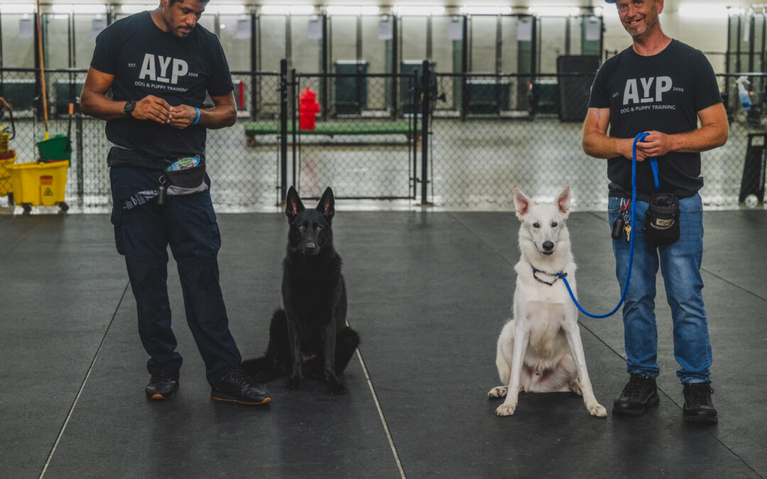 Confessions of a Dog Trainer: Why My Dog is Perfect – Dog Trainers in Miami