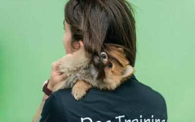 Confessions of a Dog Trainer: Love takes Time — Dog Trainers in Miami