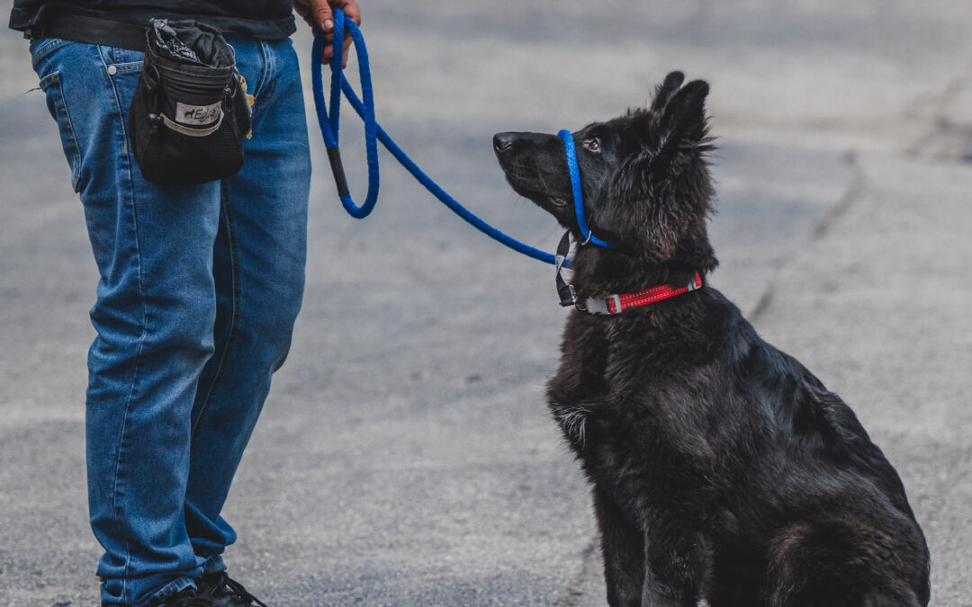 Confessions of a Dog Trainer: Your Dog is Not a Mind Reader – Dog Trainers in Florida