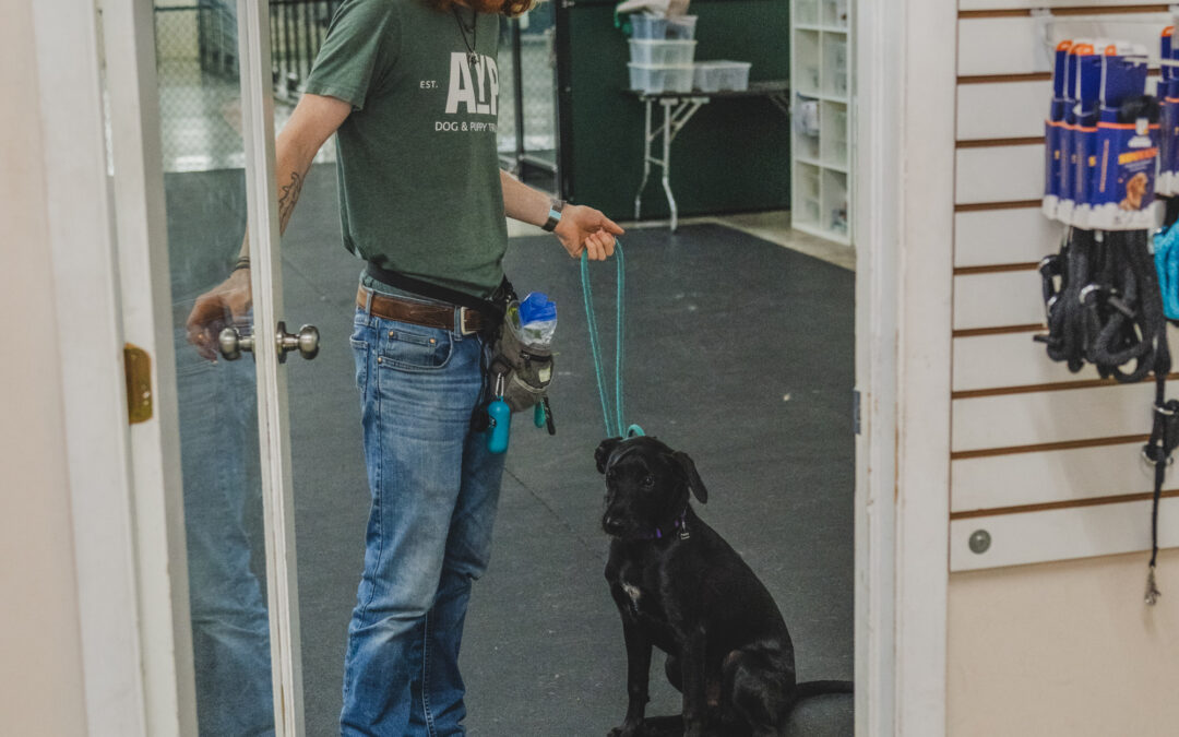 How to Train Polite Door Greetings – Miami Dog and Puppy Training