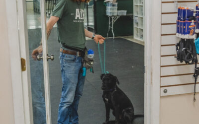 How to Train Polite Door Greetings – Miami Dog and Puppy Training