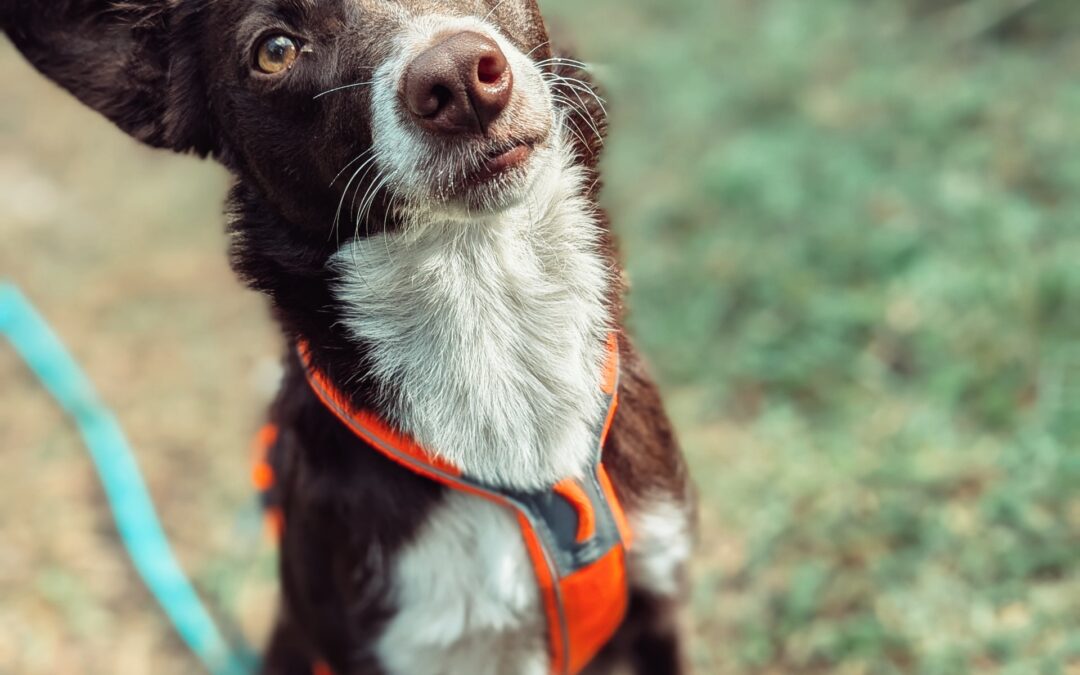 Are you a responsible dog owner? —- by Dee Hoult, CDBC, CPDT