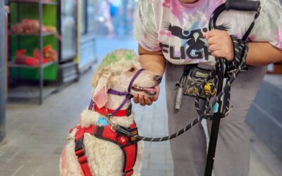 At Your Service: The Importance of Service Dog Etiquette