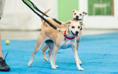 Let’s Get Two Puppies: The Curse of Littermate Syndrome