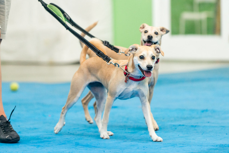 Let’s Get Two Puppies: The Curse of Littermate Syndrome