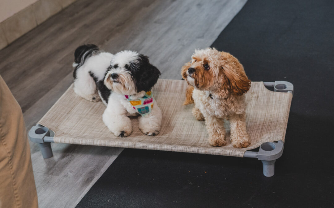 Train and Maintain: How to Keep Up with What Your Dog Has Learned
