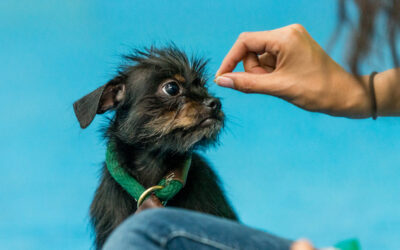Positive Reinforcement: The Reality of Dog Training