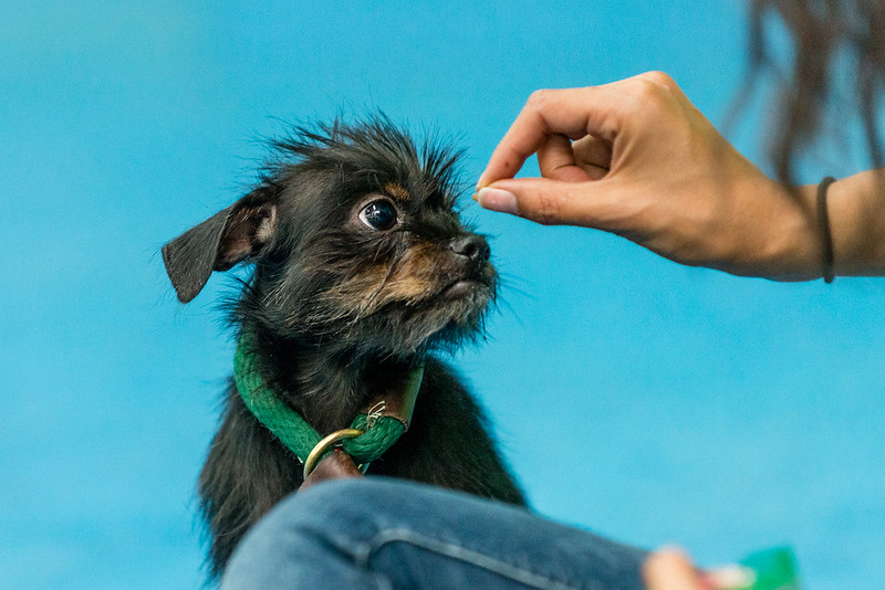 Positive Reinforcement: The Reality of Dog Training