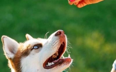 He Doesn’t Do It if I Don’t Have Treats: The Food Reward Dilemma