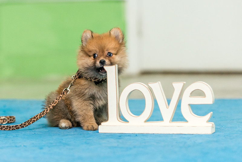 Puppy Love: What to Expect When you Bring a Puppy Home