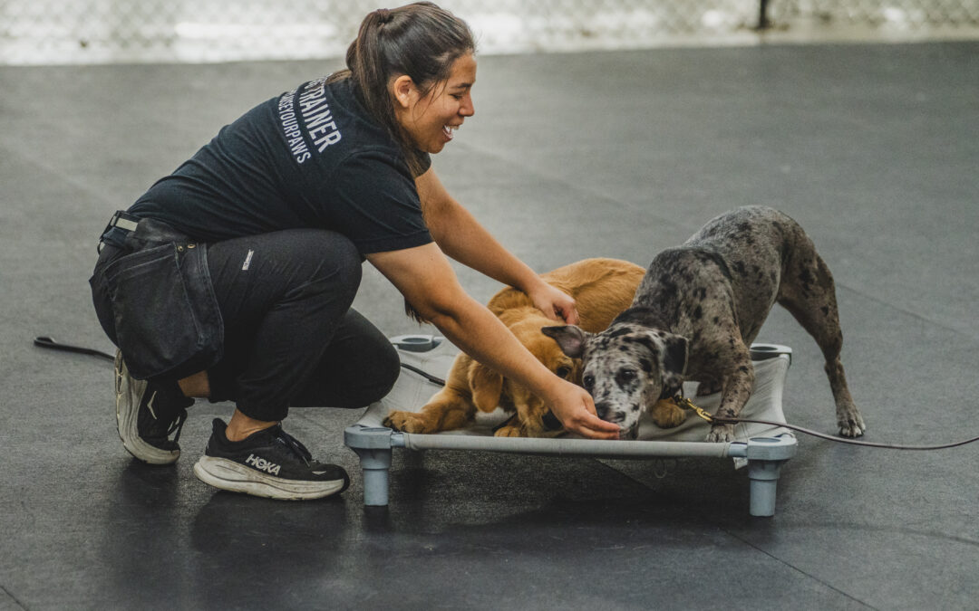 Socializing Your New Puppy