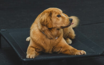 Coping with Fearful Adolescent Dogs