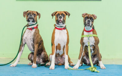 What does it mean for your dog to be a Canine Good Citizen?