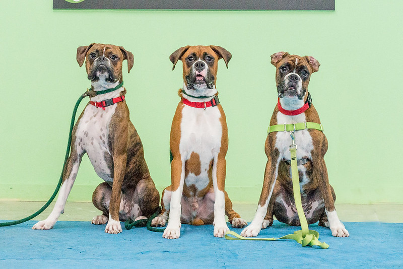 What does it mean for your dog to be a Canine Good Citizen?