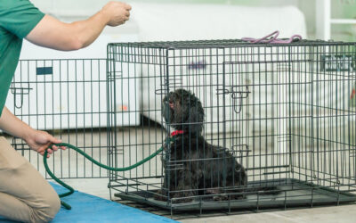 Why Puppy Owners are Underutilizing the Crate for Effective Dog Training – Dog Trainer Miami