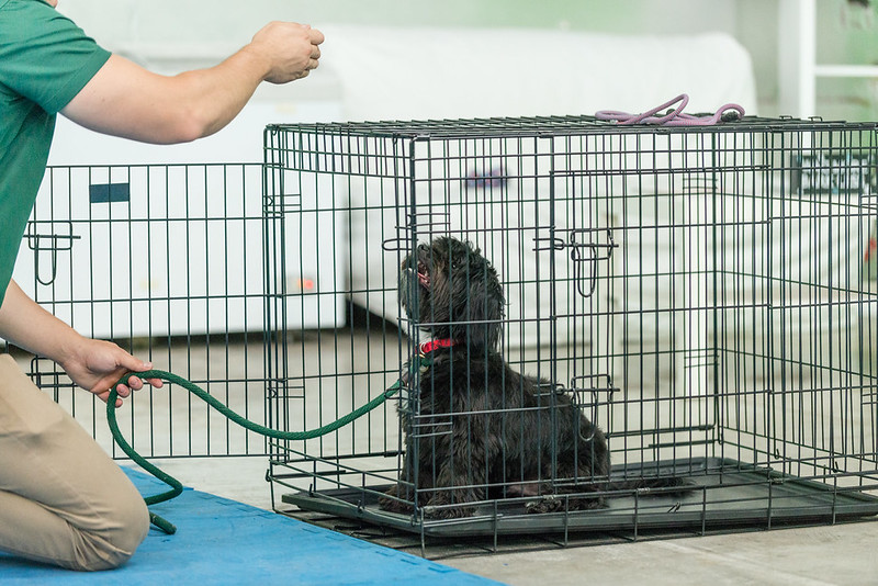 Why Puppy Owners are Underutilizing the Crate for Effective Dog Training – Dog Trainer Miami