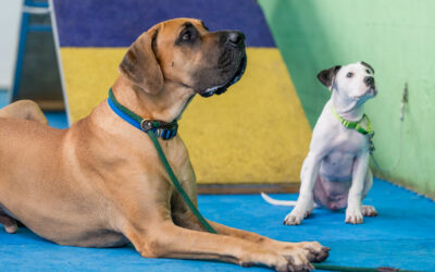 What is puppy socialization?