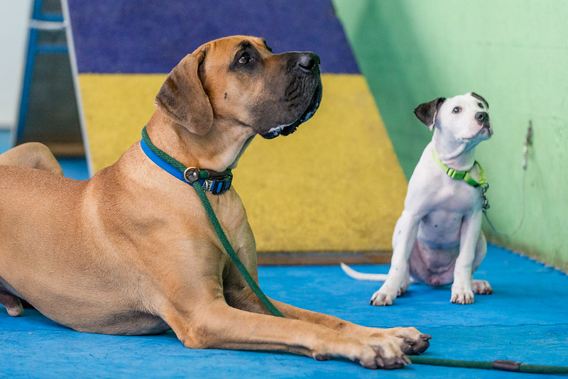 What is puppy socialization?