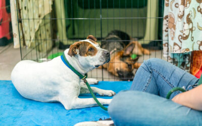 How to prevent dog behavior problems