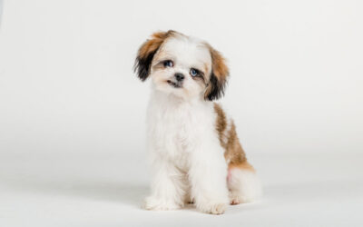 New Puppy Must Haves